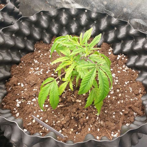 Wedding cake growlog timeline photo