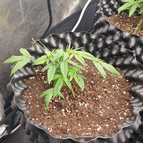 Wedding cake growlog timeline photo