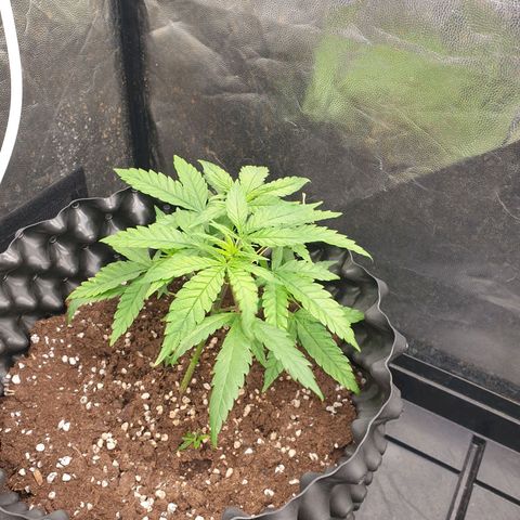 Critical widow growlog timeline photo