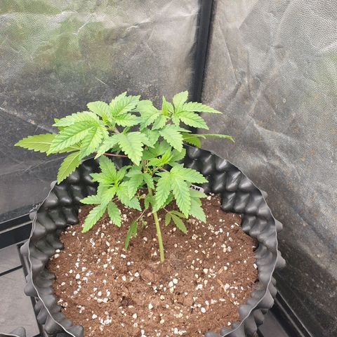 OG kush x White widow growlog timeline photo