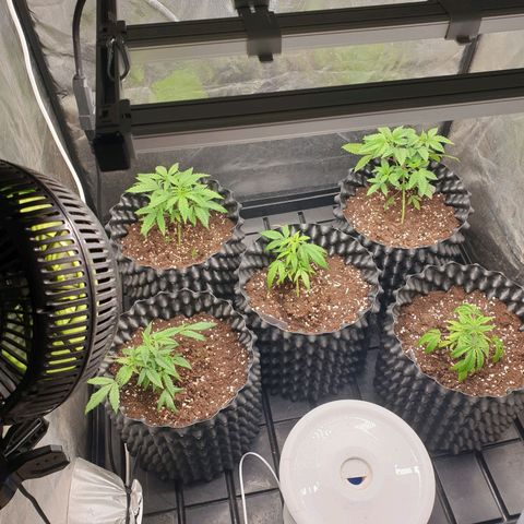 Critical widow growlog timeline photo