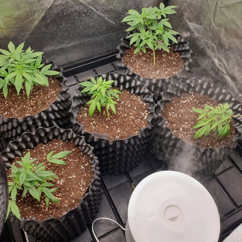 Critical widow growlog timeline photo