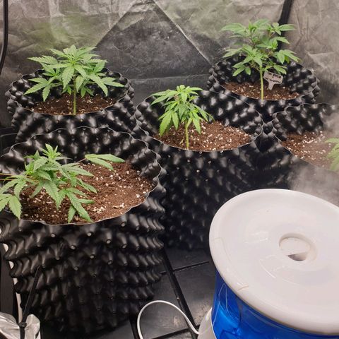 Critical widow growlog timeline photo