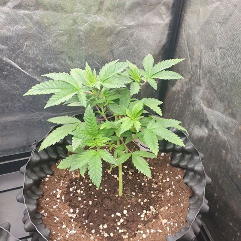 Critical widow growlog timeline photo