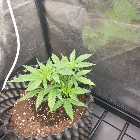Critical widow growlog timeline photo