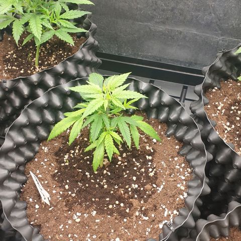 Critical widow growlog timeline photo