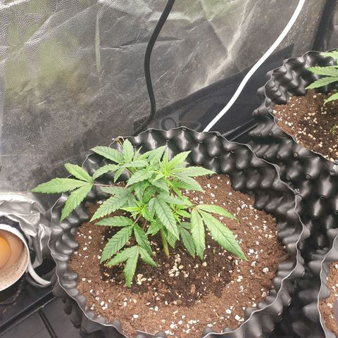 Critical widow growlog timeline photo
