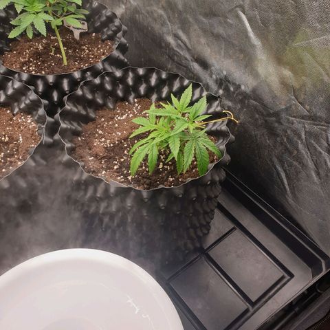 Critical widow growlog timeline photo