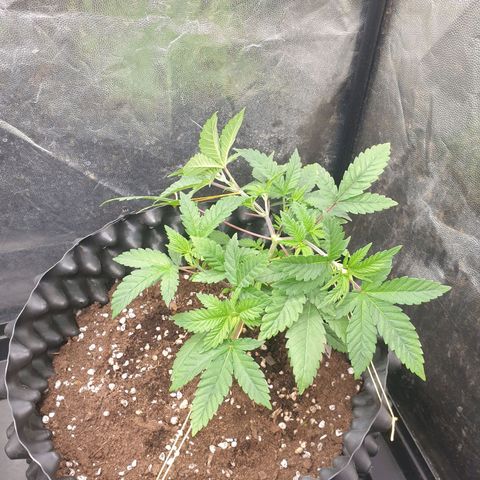 OG kush x White widow growlog timeline photo