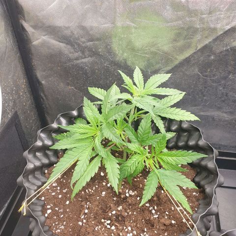 Critical widow growlog timeline photo