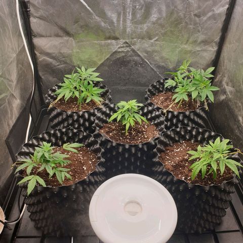 Critical widow growlog timeline photo