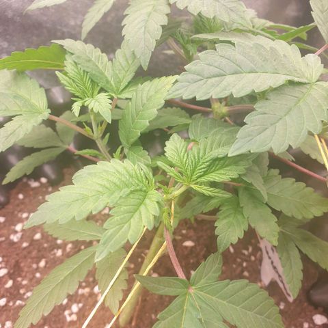 OG kush x White widow growlog timeline photo