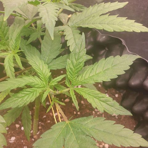 Critical widow growlog timeline photo