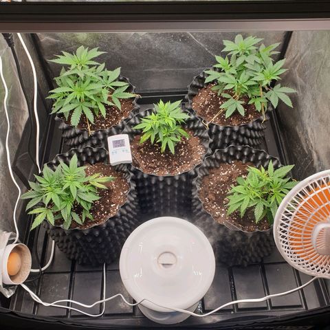 Critical widow growlog timeline photo