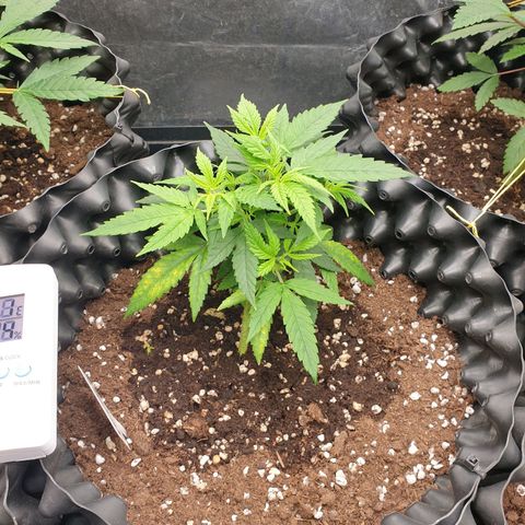 Wedding cake growlog timeline photo
