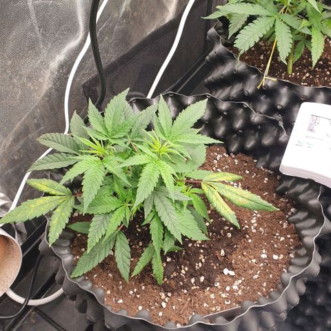 Wedding cake growlog timeline photo