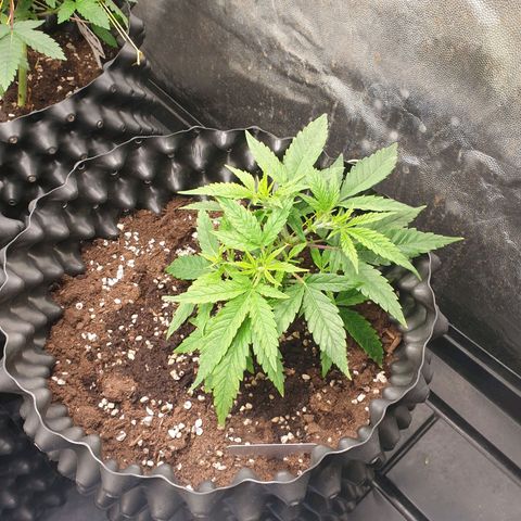 Wedding cake growlog timeline photo