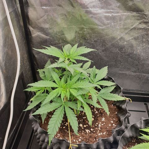 Critical widow growlog timeline photo