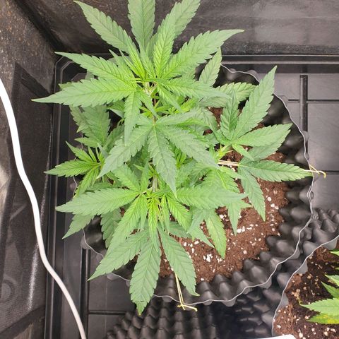 Critical widow growlog timeline photo