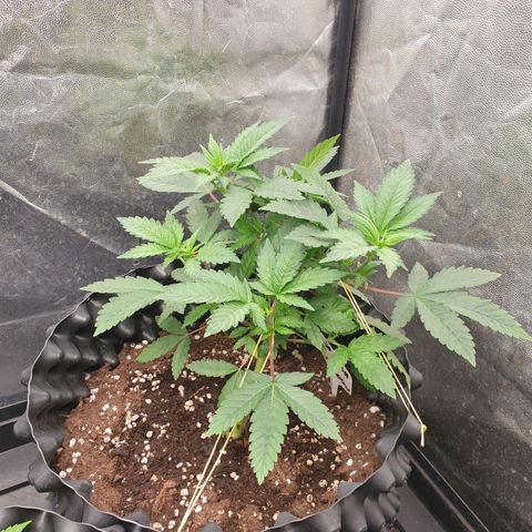 OG kush x White widow growlog timeline photo