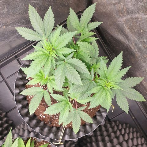 OG kush x White widow growlog timeline photo