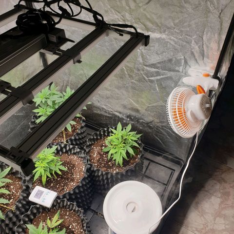 Critical widow growlog timeline photo