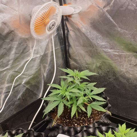Critical widow growlog timeline photo