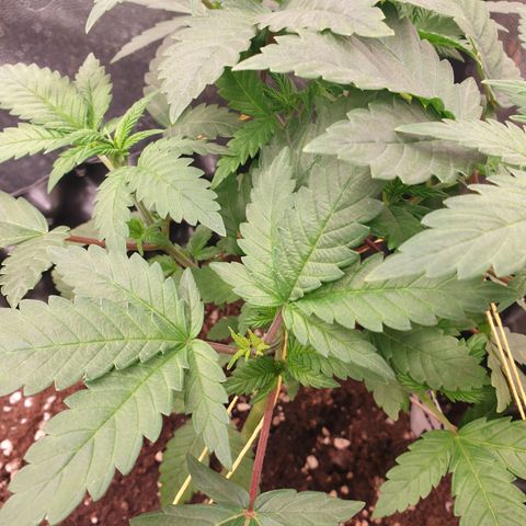 OG kush x White widow growlog timeline photo
