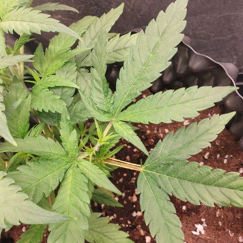 Critical widow growlog timeline photo