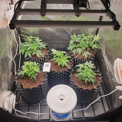 Critical widow growlog timeline photo