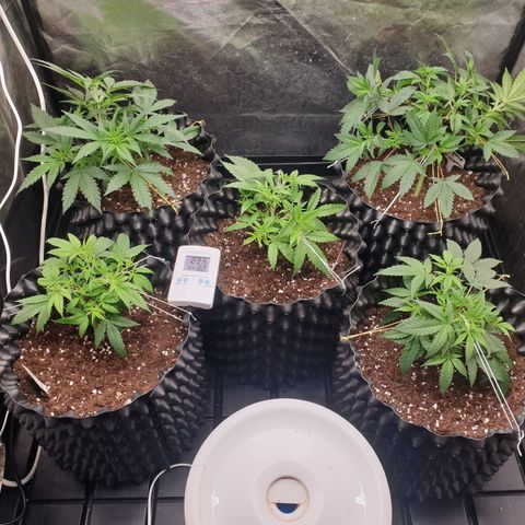 Critical widow growlog timeline photo