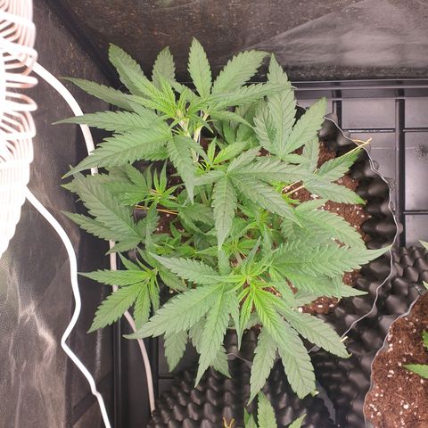 Critical widow growlog timeline photo