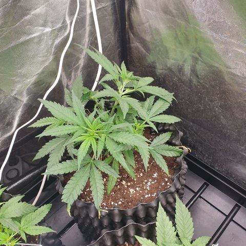 Critical widow growlog timeline photo