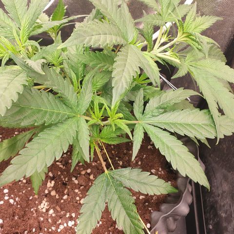 Critical widow growlog timeline photo