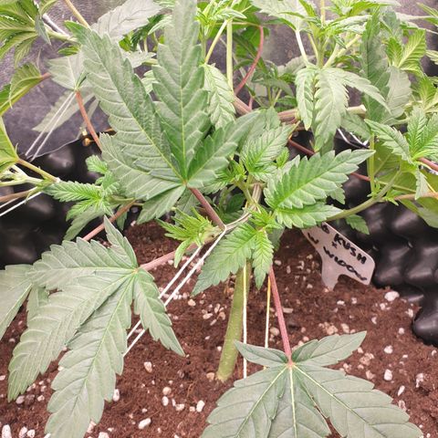 OG kush x White widow growlog timeline photo
