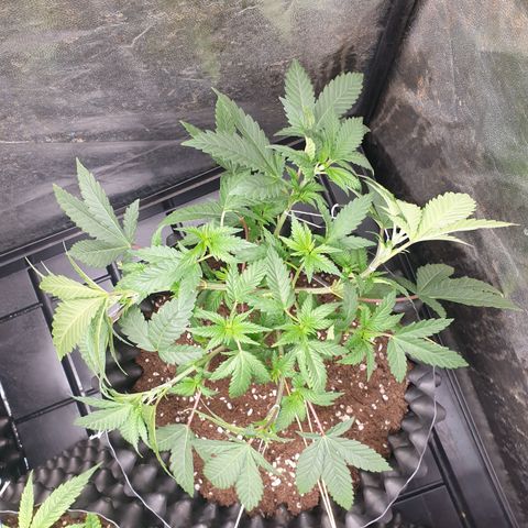OG kush x White widow growlog timeline photo