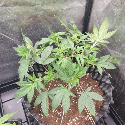 OG kush x White widow growlog timeline photo