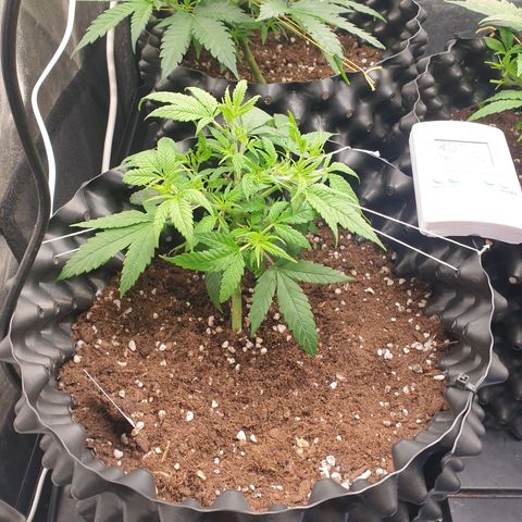 Wedding cake growlog timeline photo