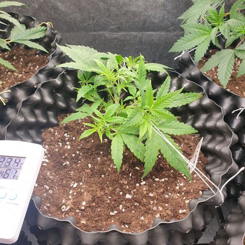 Wedding cake growlog timeline photo