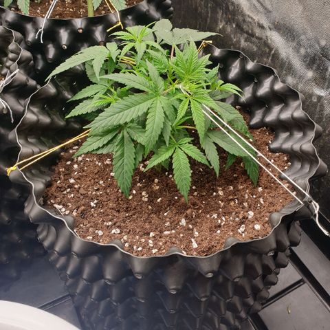 Wedding cake growlog timeline photo