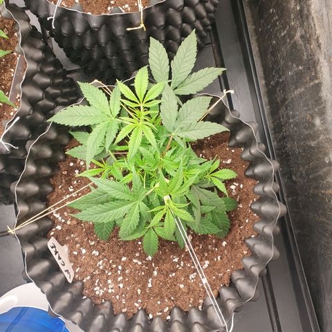 Wedding cake growlog timeline photo