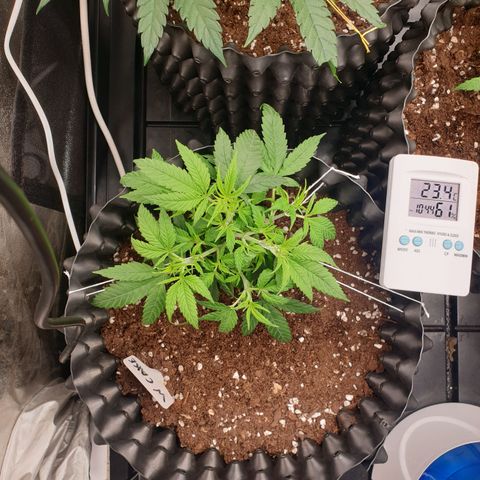 Wedding cake growlog timeline photo