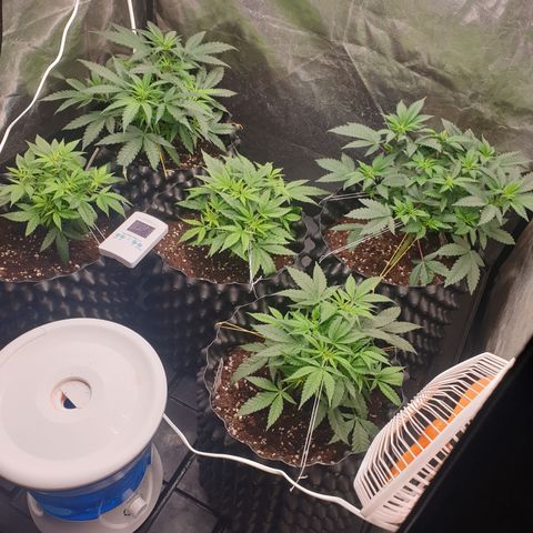 Critical widow growlog timeline photo