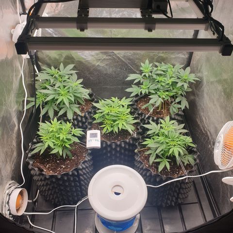 Critical widow growlog timeline photo