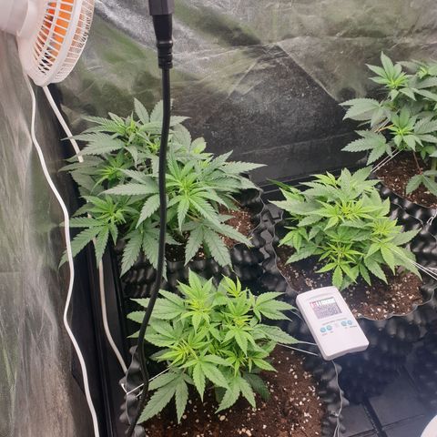Critical widow growlog timeline photo