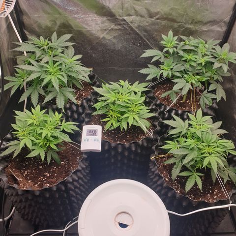 Critical widow growlog timeline photo