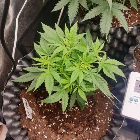 Wedding cake growlog timeline photo