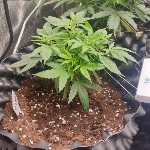Wedding cake growlog timeline photo
