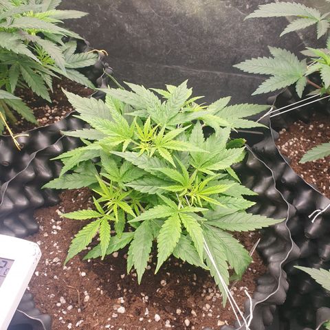 Wedding cake growlog timeline photo