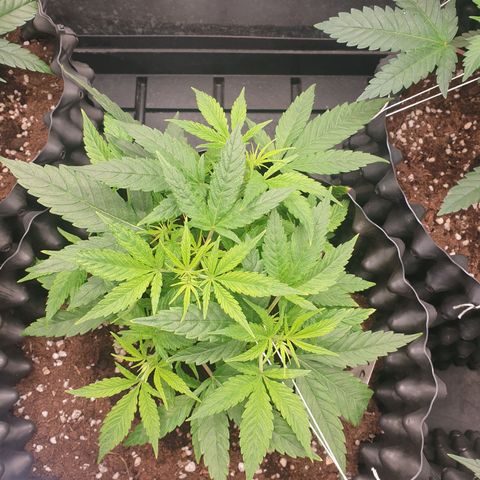 Wedding cake growlog timeline photo